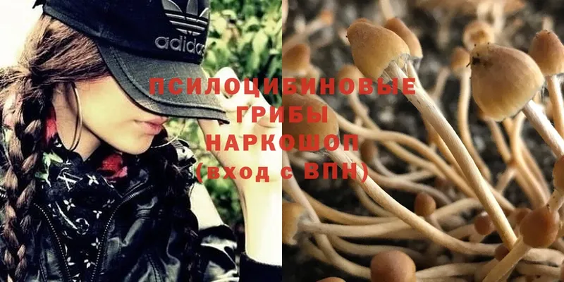 Псилоцибиновые грибы Psilocybe Октябрьский